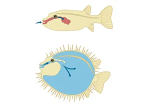 Digital cross section illustration of Porcupine Fish and Puffer Fish abdomen Digital cross section illustration of Porcupine Fish and Puffer Fish abdomen