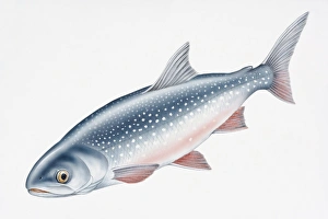 Digital illustration of Artic Char (Salvelinus alpinus), both a freshwater and salt water fish Digital illustration of Artic Char (Salvelinus alpinus), both a freshwater and salt water fish