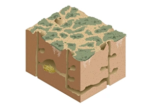 Digital illustration of Black-tailed Prairie Dog burrow system and nest under semi-arid ground Digital illustration of Black-tailed Prairie Dog burrow system and nest under semi-arid ground