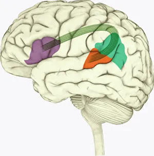 Digital illustration of Bocas area (purple), Wernickes area (orange), Geschwinds territory (turquoise) Digital illustration of Bocas area (purple), Wernickes area (orange), Geschwinds territory (turquoise)