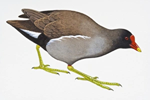 Digital illustration of Common Moorhen (Gallinula chloropus) Digital illustration of Common Moorhen (Gallinula chloropus)