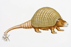 Digital illustration of Doedicurus clavicaudatus, a prehistoric glyptodont with domed Digital illustration of Doedicurus clavicaudatus, a prehistoric glyptodont with domed
