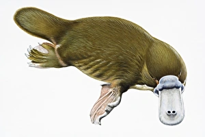 Digital illustration of Duck-billed Platypus (Ornithorhynchus anatinus) Digital illustration of Duck-billed Platypus (Ornithorhynchus anatinus)