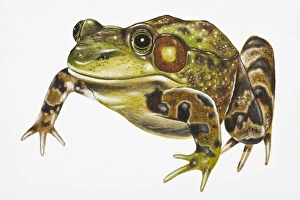 Digital illustration of Green Frog (Pelophylax kl. esculentus) Digital illustration of Green Frog (Pelophylax kl. esculentus)