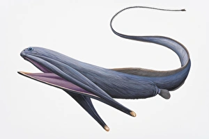 Digital illustration of Gulper Eel or Pelican Eel (Eurypharynx pelecanoides), with large mouth and long tail Digital illustration of Gulper Eel or Pelican Eel (Eurypharynx pelecanoides), with large mouth and long tail