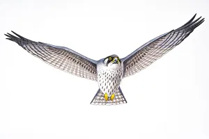 Digital illustration of Gyrfalcon (Falco Rusticolus), large bird of prey in flight Digital illustration of Gyrfalcon (Falco Rusticolus), large bird of prey in flight