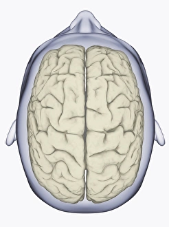 Digital illustration of head showing left and right areas of brain seen from above Digital illustration of head showing left and right areas of brain seen from above