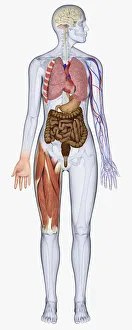 Digital illustration of human body showing brain, heart, lungs, blood vessels, stomach Digital illustration of human body showing brain, heart, lungs, blood vessels, stomach