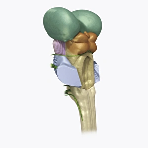Digital illustration of human brain stem with cerebellum removed revealing medulla Digital illustration of human brain stem with cerebellum removed revealing medulla