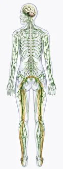 Digital illustration of human nervous system connected to spinal cord and brain Digital illustration of human nervous system connected to spinal cord and brain