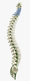 Digital illustration of human spine with damaged area highlighted in blue resulting in Digital illustration of human spine with damaged area highlighted in blue resulting in