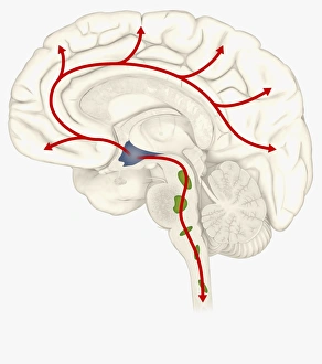 Digital illustration of Hypocretin System in human brain with Hypothalamus highlighted in Digital illustration of Hypocretin System in human brain with Hypothalamus highlighted in