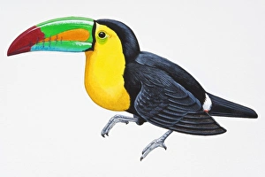 Digital illustration of Keel-Billed Toucan (Ramphastos sulfuratus), colourful South American bird Digital illustration of Keel-Billed Toucan (Ramphastos sulfuratus), colourful South American bird