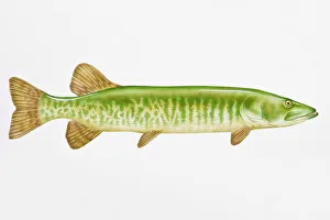 Digital illustration of Muskellunge (Esox masquinongy), largest of the Pike family Digital illustration of Muskellunge (Esox masquinongy), largest of the Pike family