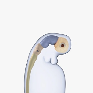 Digital illustration of neural tube, rudimentary eye and ear buds of three week old human Digital illustration of neural tube, rudimentary eye and ear buds of three week old human