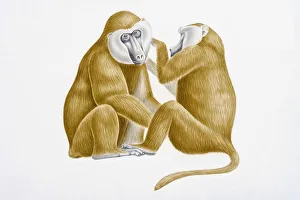 Digital illustration of Olive Baboon (Papio anubis) grooming head of larger male Digital illustration of Olive Baboon (Papio anubis) grooming head of larger male