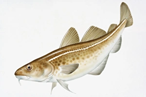 Digital illustration of Pacific Cod (Gadus macrocephalus) Digital illustration of Pacific Cod (Gadus macrocephalus)