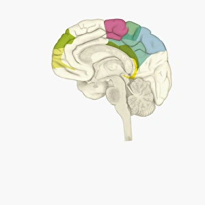 Digital illustration of parts of human brain highlighted in shades of green, pink, blue Digital illustration of parts of human brain highlighted in shades of green, pink, blue