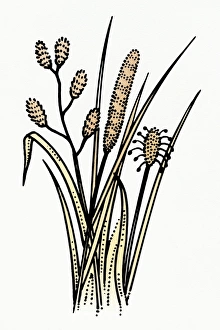 Digital illustration of pollinating flora causing allergy-related problems Digital illustration of pollinating flora causing allergy-related problems