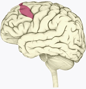 Digital illustration of premotor cortex involved in decision making highlighted in pink in human brain Digital illustration of premotor cortex involved in decision making highlighted in pink in human brain