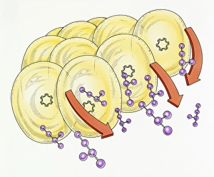Digital illustration of protein development within cells Digital illustration of protein development within cells