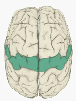 Digital illustration of somatosensory cortex in human brain highlighted in blue Digital illustration of somatosensory cortex in human brain highlighted in blue