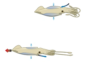 Digital illustration of squid drawing water into mantle cavity using muscles to expand Digital illustration of squid drawing water into mantle cavity using muscles to expand