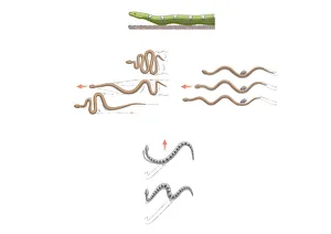 Digital illustration of terrestrial snake locomotion including lateral undulation Digital illustration of terrestrial snake locomotion including lateral undulation