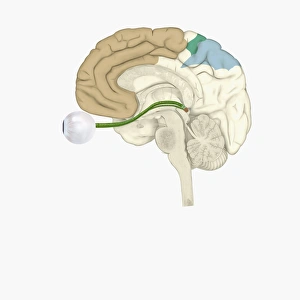 Digital illustration of various areas of cortex in human brain receiving input from sense Digital illustration of various areas of cortex in human brain receiving input from sense