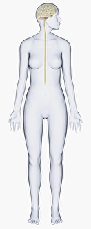 Digital illustration of woman with head in profile showing brain connected to spinal cord Digital illustration of woman with head in profile showing brain connected to spinal cord