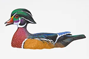 Digital illustration of Wood Duck or Carolina Duck (Aix sponsa), drake showing multi-coloured feathers Digital illustration of Wood Duck or Carolina Duck (Aix sponsa), drake showing multi-coloured feathers