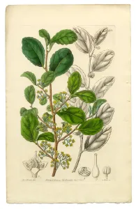 Victorian Era Lithograph Prints: Azara, Toothed Azara, Polyandria Monogynia Victorian Botanical Illustration, 1835