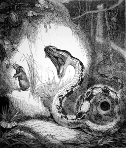 Boa Constrictor with a Rabbit Fine Art Print
