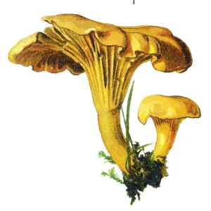 Medicinal Herb Illustrations Prints: Chanterelle
