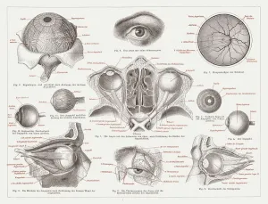 Human Body Prints: Anatomy of the Human Eye Print, 1874 Lithograph
