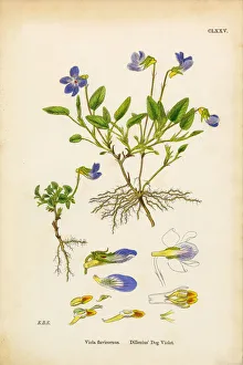 Dilleniusa Dog Violet, Viola Flavicornus, Victorian Botanical Illustration, 1863 Dilleniusa Dog Violet, Viola Flavicornus, Victorian Botanical Illustration, 1863