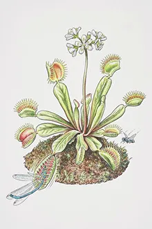 Dionaea muscipula, Venus Fly Trap, Dragon Fly caught in lobes of flowering plant and Housefly hovering near by Dionaea muscipula, Venus Fly Trap, Dragon Fly caught in lobes of flowering plant and Housefly hovering near by