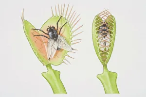 Dionaea muscipula, two Venus Fly Traps, one opening to catch fly and the other with fly trapped between closed lobes Dionaea muscipula, two Venus Fly Traps, one opening to catch fly and the other with fly trapped between closed lobes