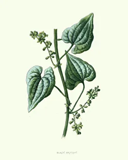 Dioscorea communis, black bryony, botanical flower print Dioscorea communis, black bryony, botanical flower print