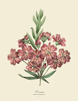 Diosma Plant, Victorian Botanical Illustration Diosma Plant, Victorian Botanical Illustration