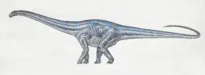 Lizard Hipped Dinosaurs Prints: Diplodocus, side view