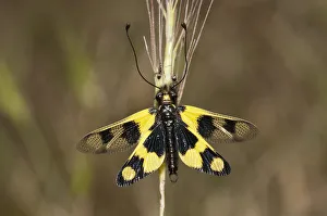 Diurnal Owlfly -Libelloides macaronius-, open wing position, Palaiokastro, Serres, Macedonia, Greece Diurnal Owlfly -Libelloides macaronius-, open wing position, Palaiokastro, Serres, Macedonia, Greece