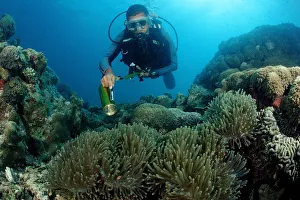 Diver and Blackfinned anemonefish or Maldives anemonefish (Amphiprion nigripes), Indian Ocean, Maldives Diver and Blackfinned anemonefish or Maldives anemonefish (Amphiprion nigripes), Indian Ocean, Maldives