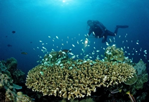Diver and Table Coral with Green Chromis (Chromis viridis), Indian Ocean, Maldives Diver and Table Coral with Green Chromis (Chromis viridis), Indian Ocean, Maldives