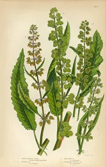 Dock, Rumex, Buckwheat, Meadow Dock, Victorian Botanical Illustration Dock, Rumex, Buckwheat, Meadow Dock, Victorian Botanical Illustration
