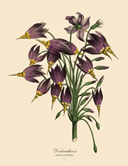 Dodecatheon or Godas Flower Plant, Victorian Botanical Illustration Dodecatheon or Godas Flower Plant, Victorian Botanical Illustration