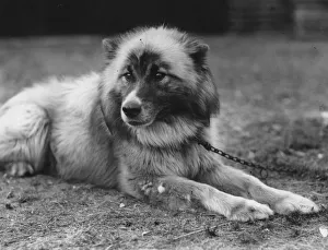 Dog Chosen For Sir Ernest Shackletons Trans-Antarctic Expedition Dog Chosen For Sir Ernest Shackletons Trans-Antarctic Expedition