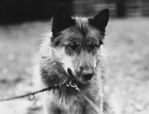 Dog Chosen As Team Leader For Sir Ernest Shackletons Trans-Antarctic Expedition Dog Chosen As Team Leader For Sir Ernest Shackletons Trans-Antarctic Expedition