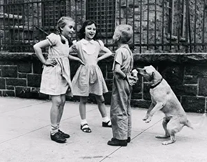 Whos Fooling Who: A Wise Old Dog Steals a Treat Print