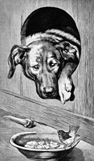 Dog in the kennel looks at the sparrow that sits on the bowl with food - 1896 Dog in the kennel looks at the sparrow that sits on the bowl with food - 1896